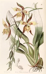 Rhynchostele maculata